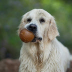 Rubber Ball Dog Toy - S/M/L