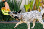 Barking Brunch Avo-doggo Toast toy