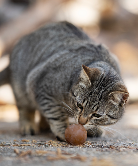 Ball x2 Cat Toy