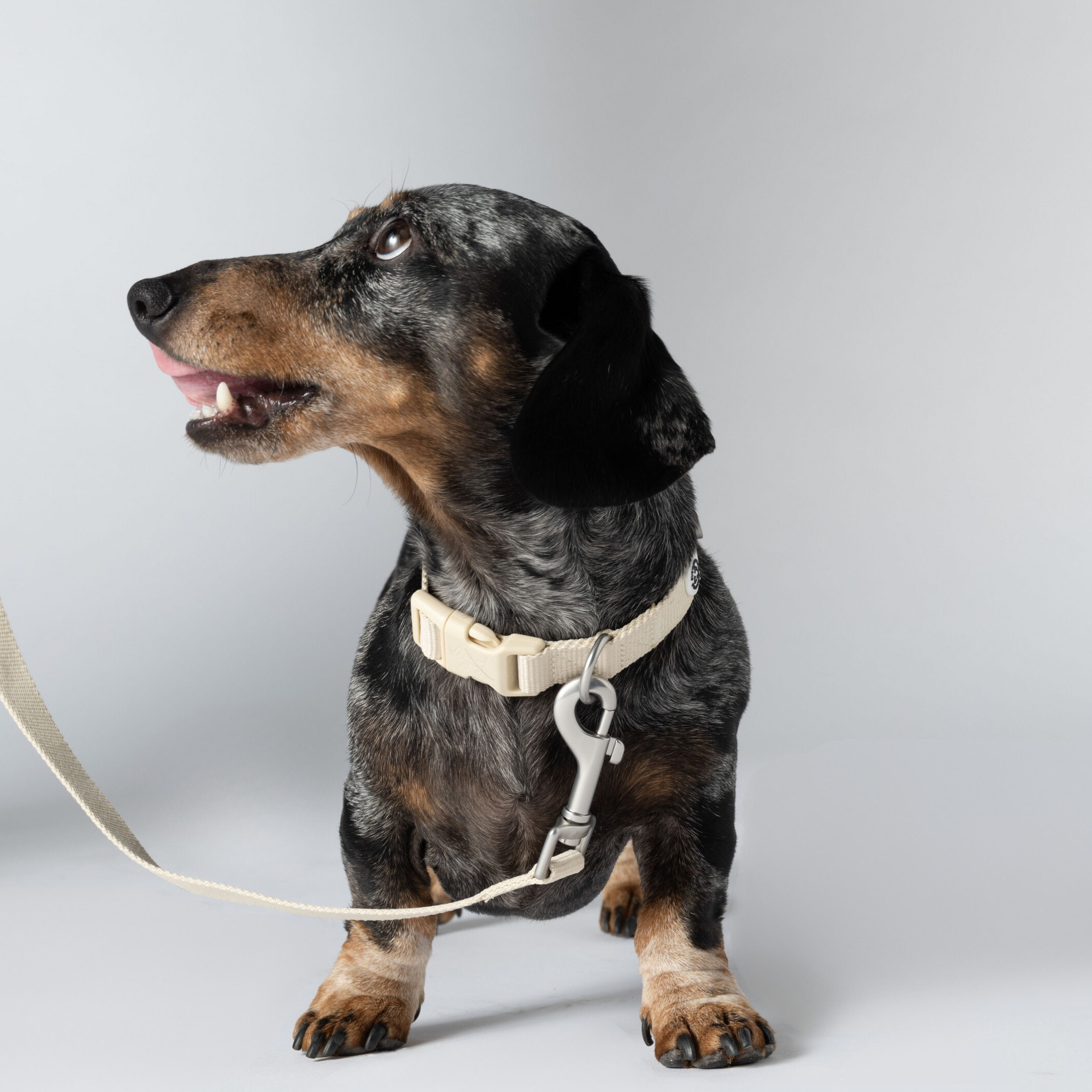 Dog Collar Sand Recycled Material