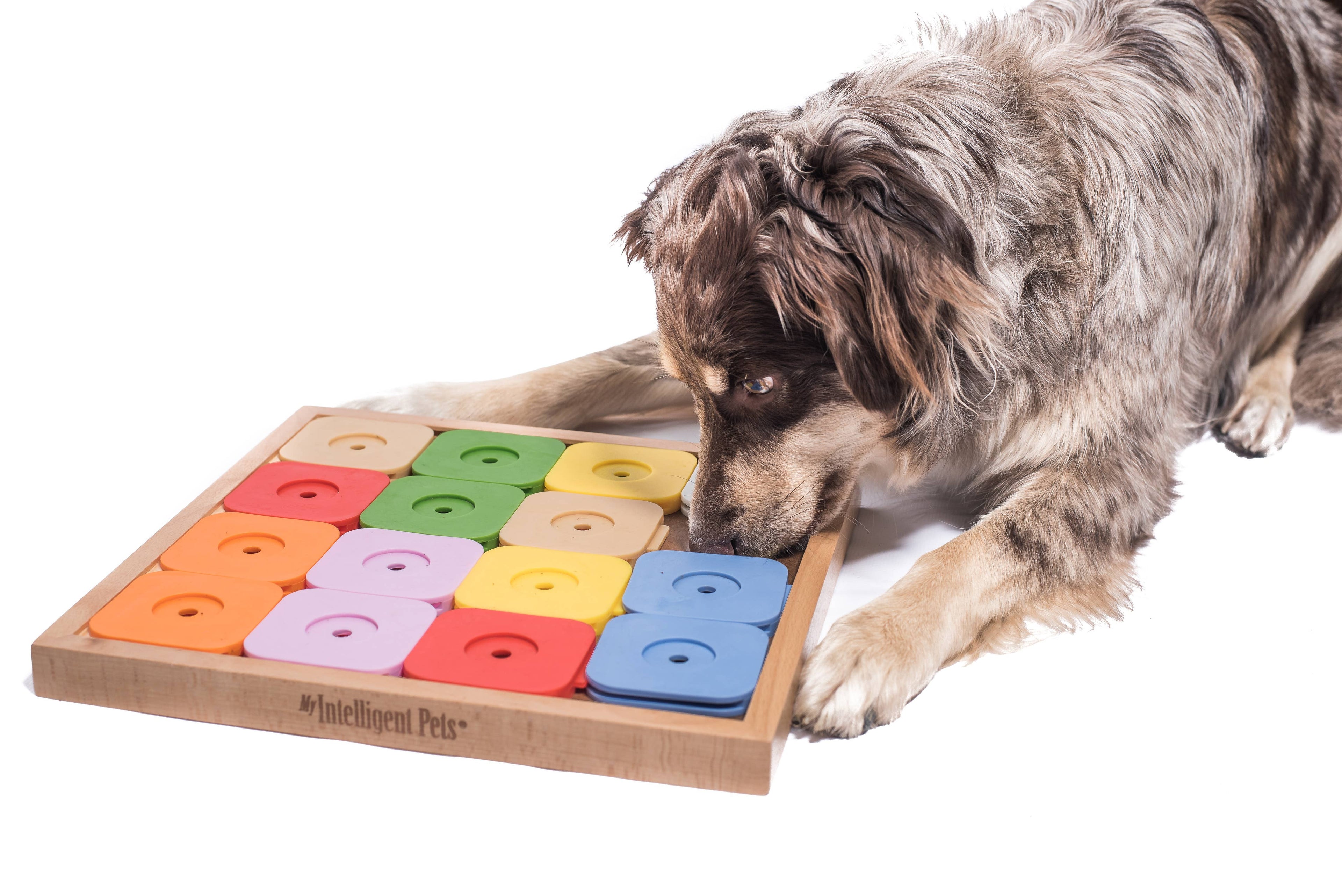 SUDOKU Medium Genie Color - intelligent dog puzzle