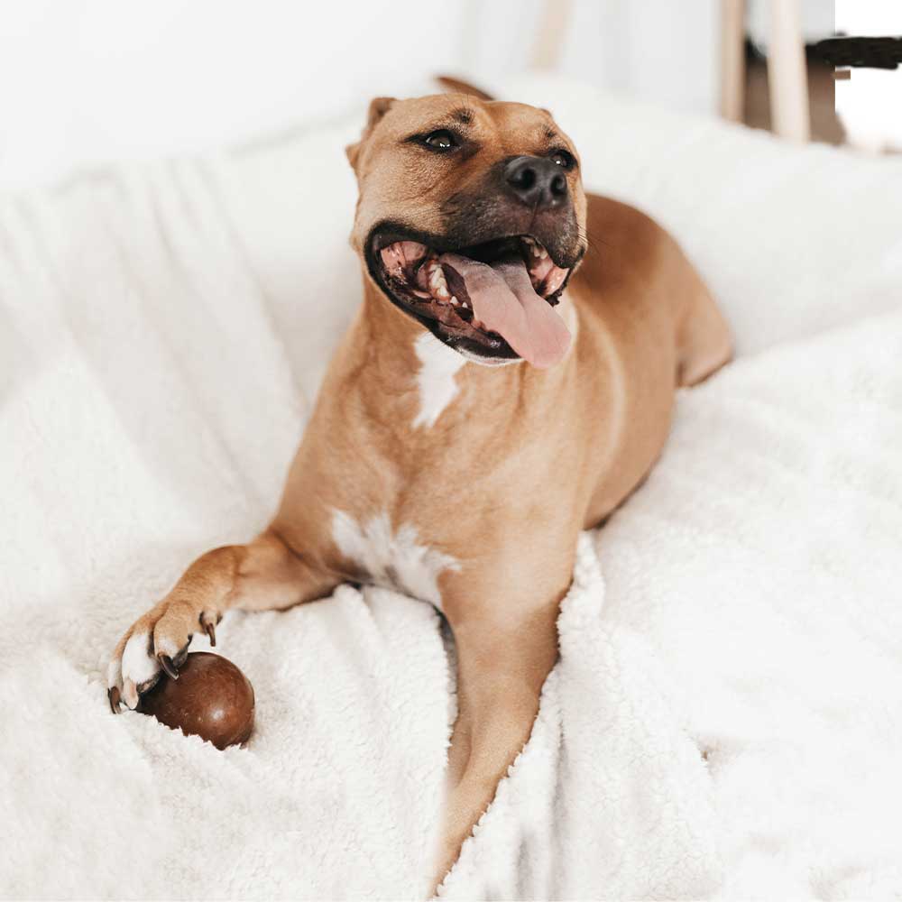 Rub Strong Ball Dog Toy - L