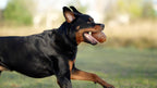 Natural Rubber Football Dog Toy - L