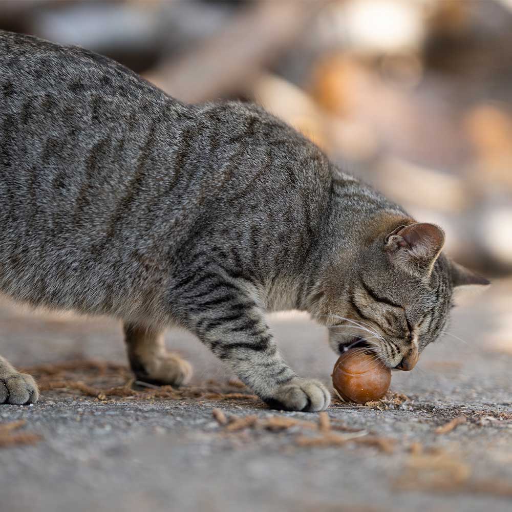 Ball x2 Cat Toy