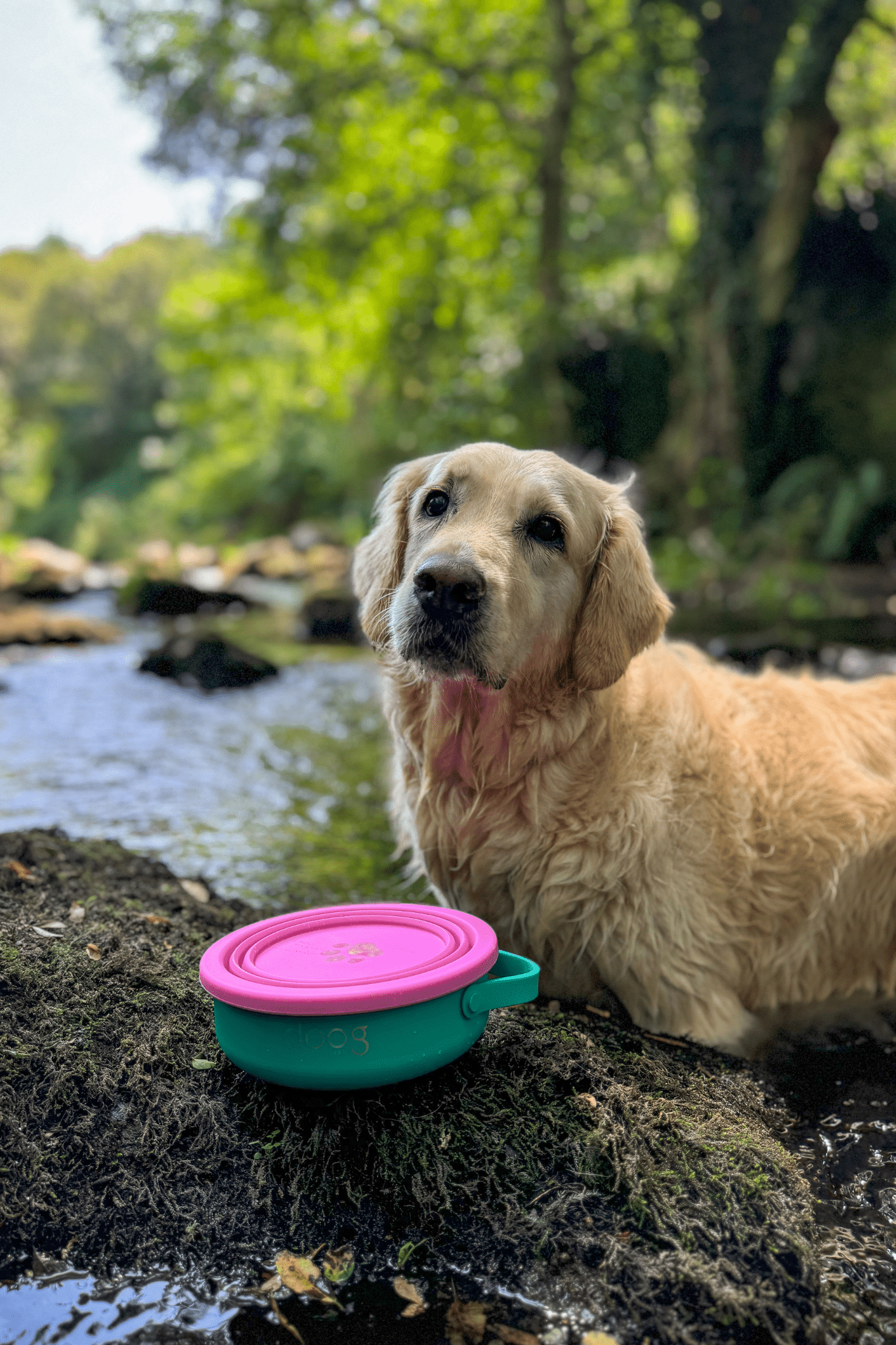 Portable food & water bowl