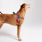 Norwegian Harness Softer-Walk Farm Rio Selva