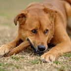 Natural Rubber Flosser Dog Toy