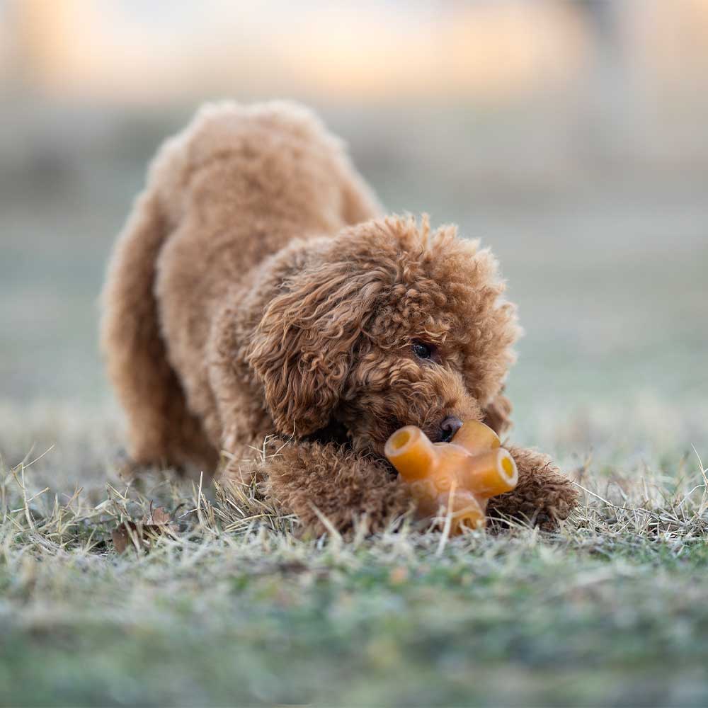 Natural Rubber Free Jump Dog Toy