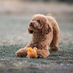 Natural Rubber Free Jump Dog Toy