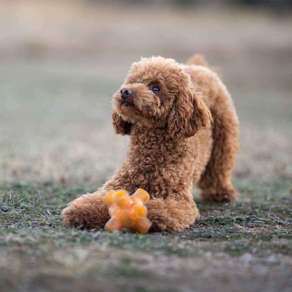 Natural Rubber Free Jump Dog Toy