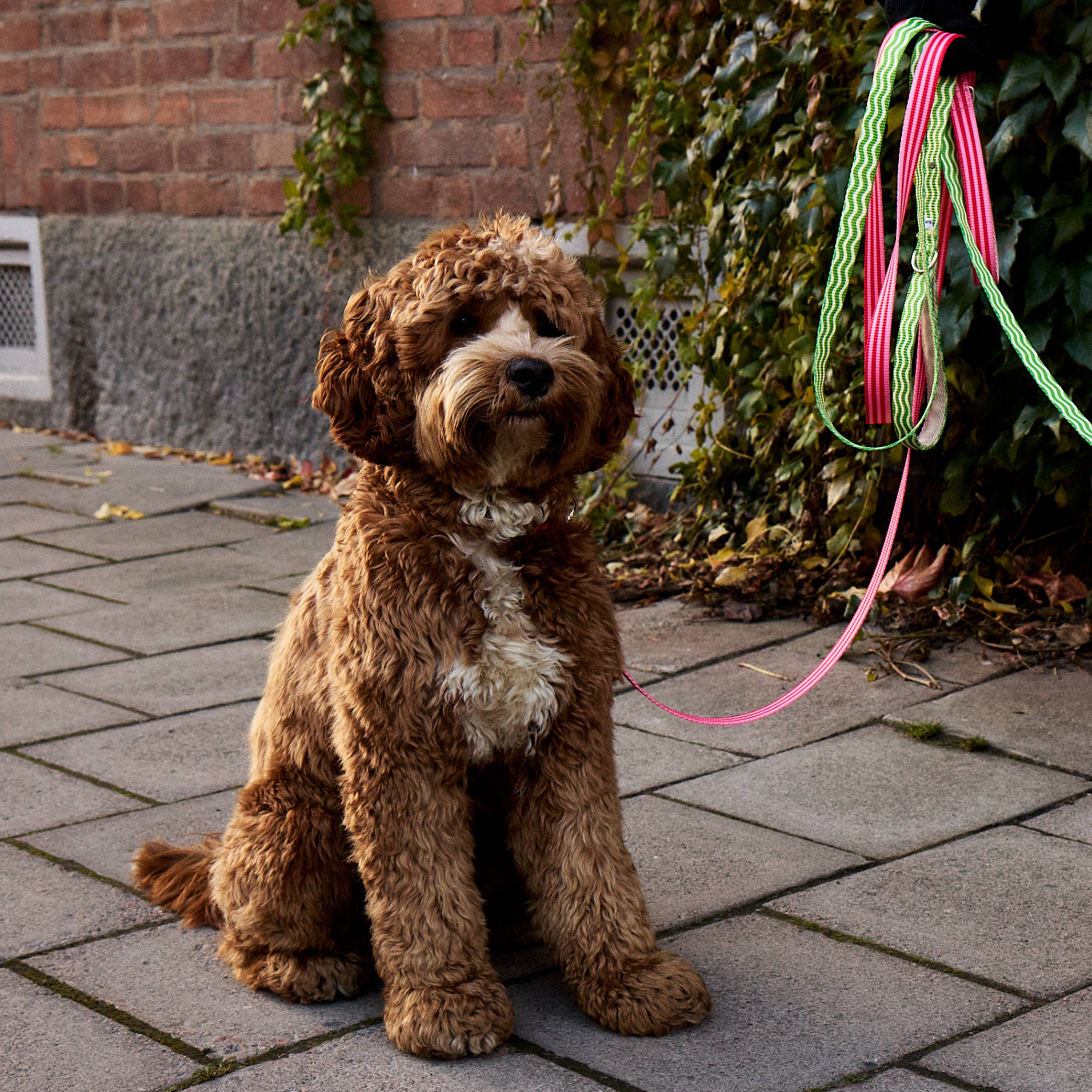 Dog Leash Striped Red & Pink Recycled Material