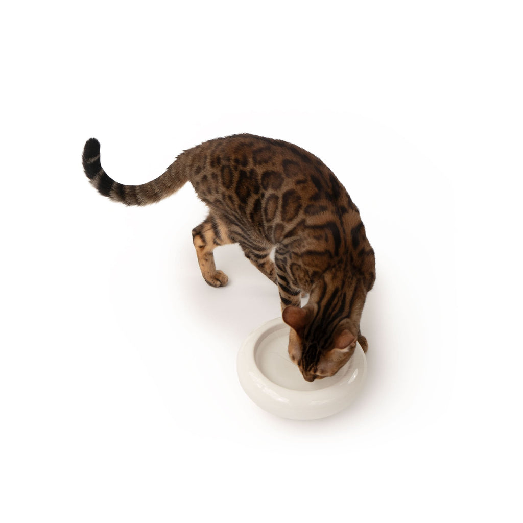 MYCO cat bowl