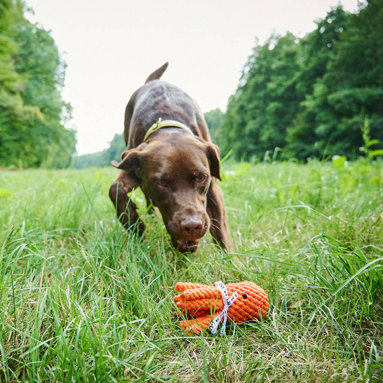 Thaddeus Octopus rope toy