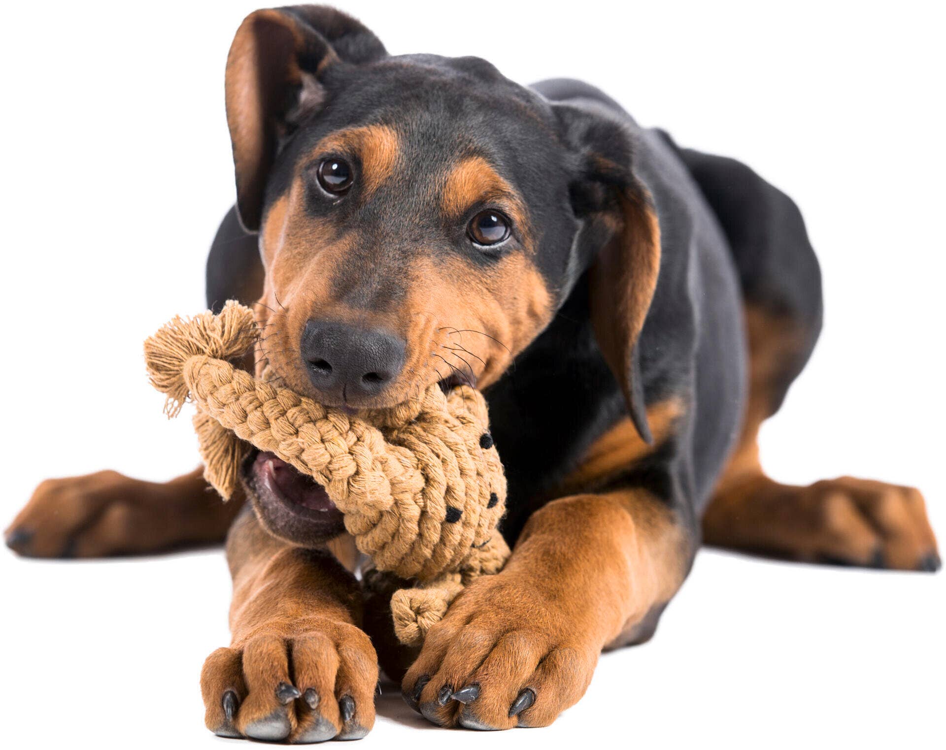 Heinrich Rabbit rope toy