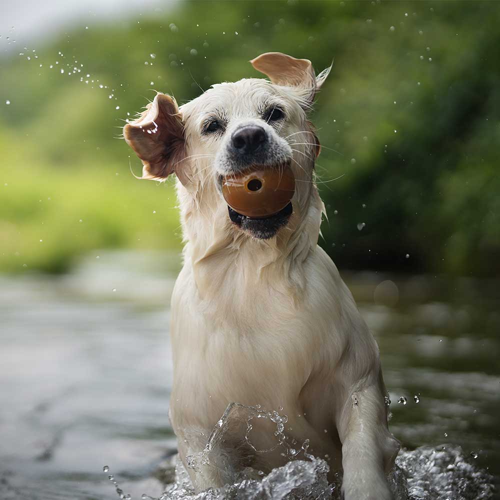Rubber Ball Dog Toy - S/M/L