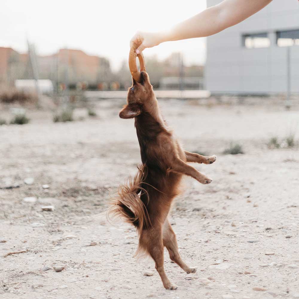 Natural Rubber Fly Ring Dog Toy