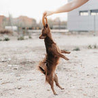 Natural Rubber Fly Ring Dog Toy