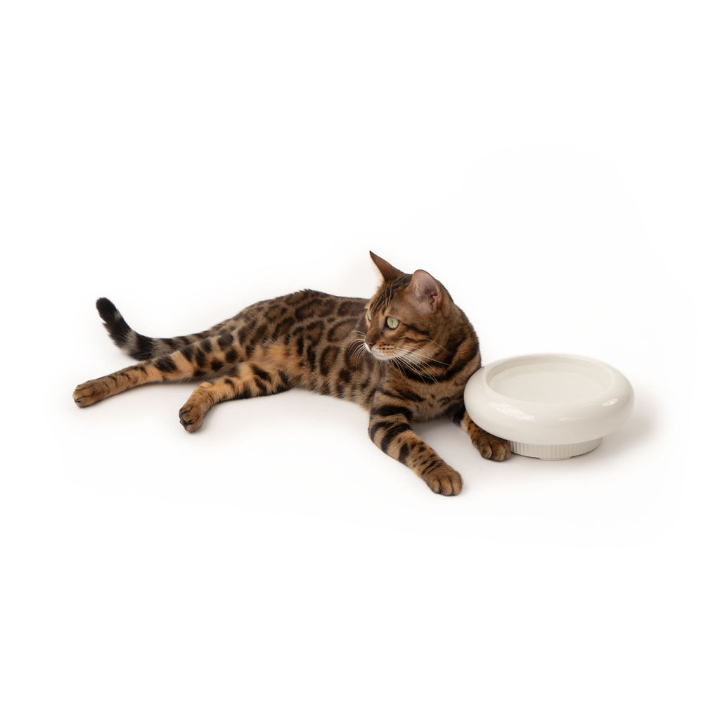MYCO cat bowl