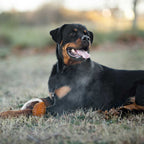 Natural Rubber Rugby Spike & Rope Dog Toy - M