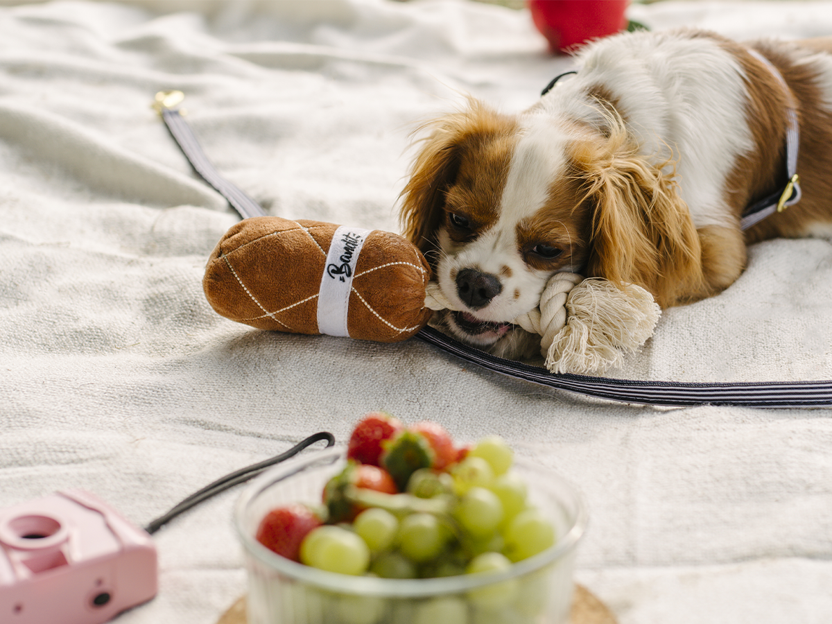 Saucisson dog toy