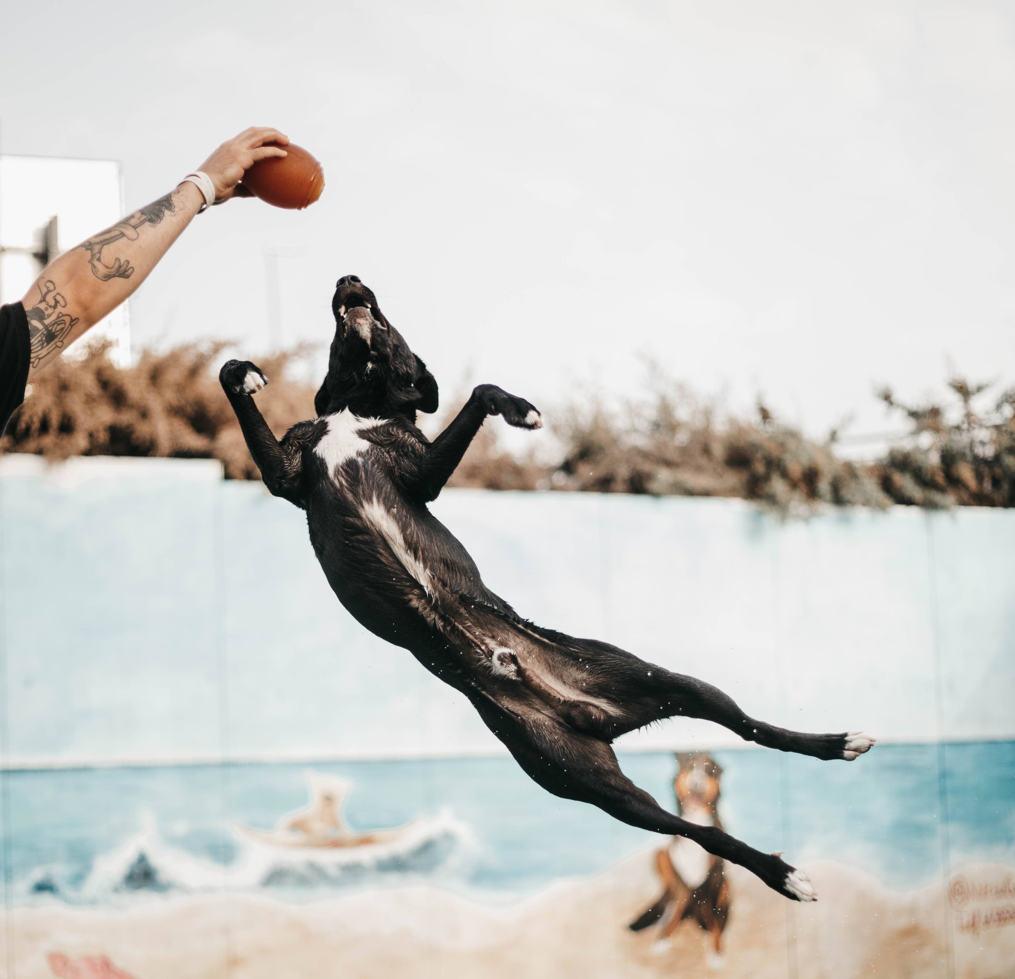 Natural Rubber Football Dog Toy - L