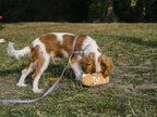 Baguette sandwich dog toy