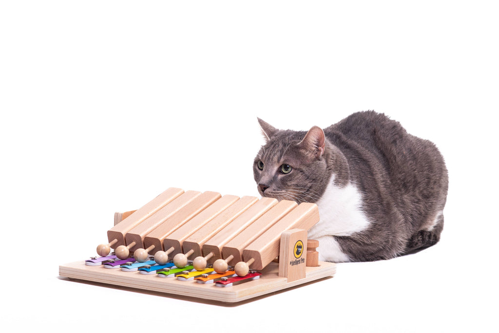 Piano - Interactive Toy Product of the Year - enrichment toy