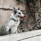 Natural Rubber Teether Dog Toy