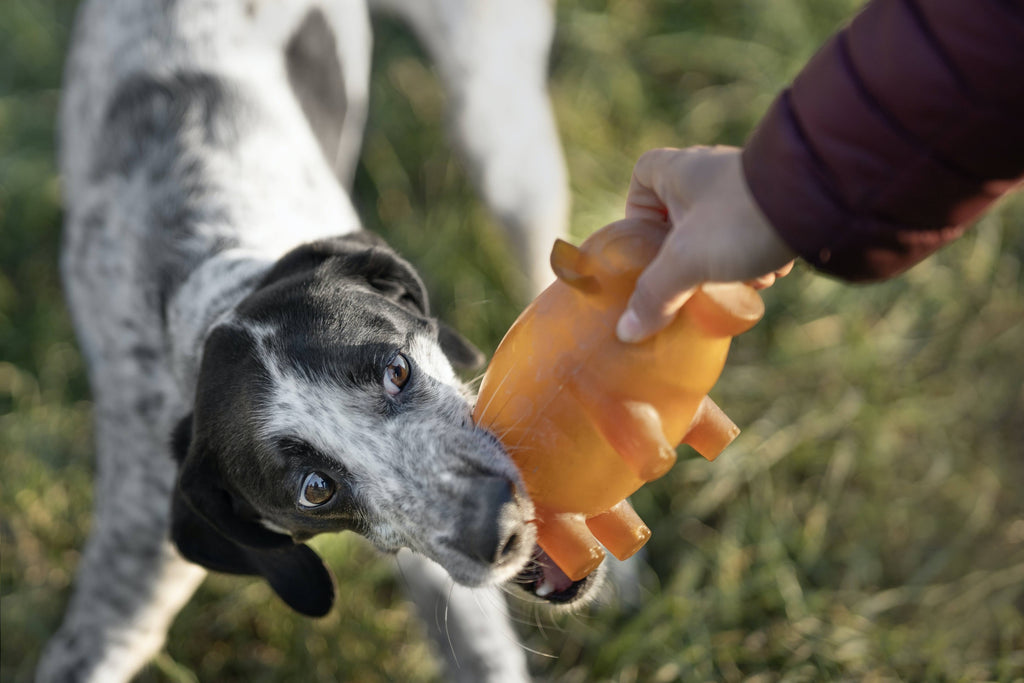 Natural Rubber Piggy Bank Dog Toy - L