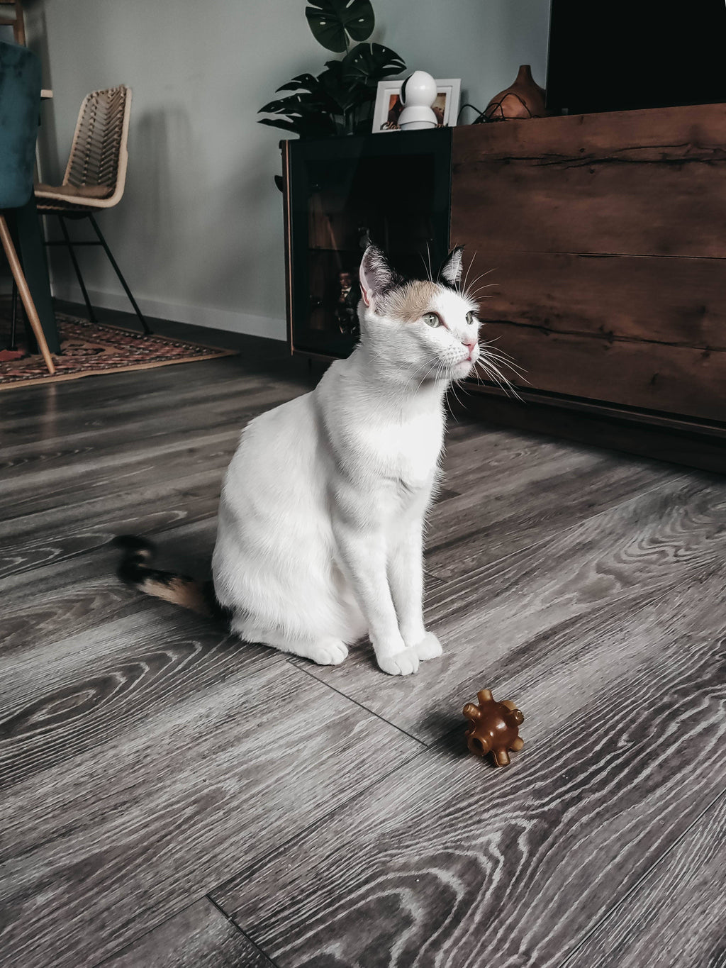 Natural Rubber Free Jump duo Cat Toy