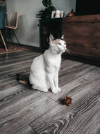Natural Rubber Free Jump duo Cat Toy