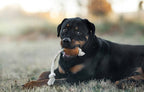 Natural Rubber Rugby Spike & Rope Dog Toy - M
