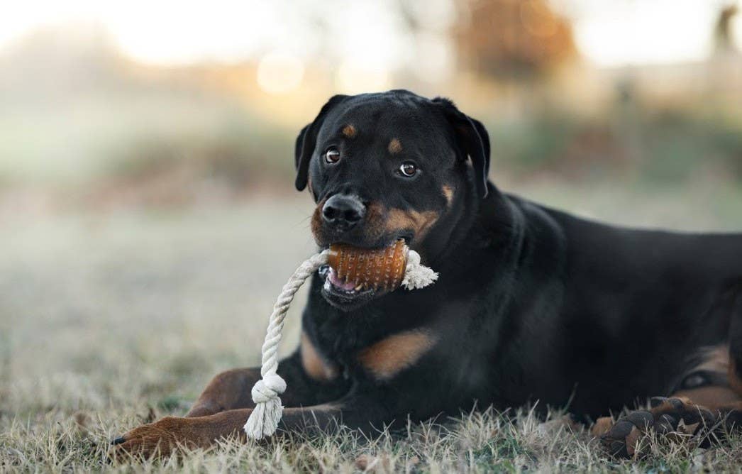 Natural Rubber Rugby Spike & Rope Dog Toy - M